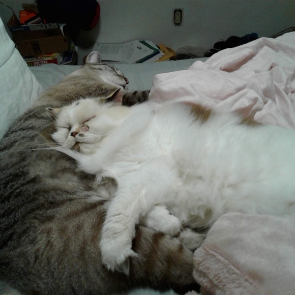 Meet your Posher, Pamela - Picture 2 of 2